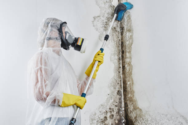 Trusted Yoe, PA Mold Removal Experts